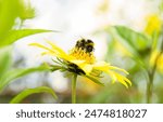 Buff-tailed bumble bee (Bombus terrestris) on yellow helianthus flower, sunflower. UK garden in summer