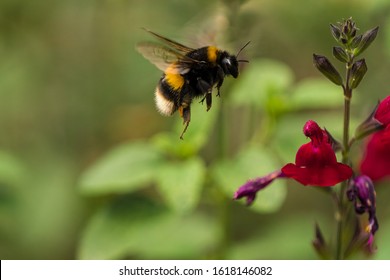 133,474 Bumblebee Images, Stock Photos & Vectors | Shutterstock