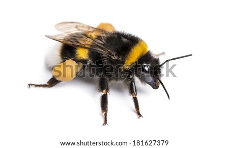 Buff-tailed bumblebee, Bombus terrestris, isolated on white