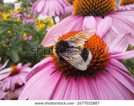Buff-Tailed Bumblebee (Bombus terrestris) pollinating a Echinacea purpurea flower in colorful flower field
