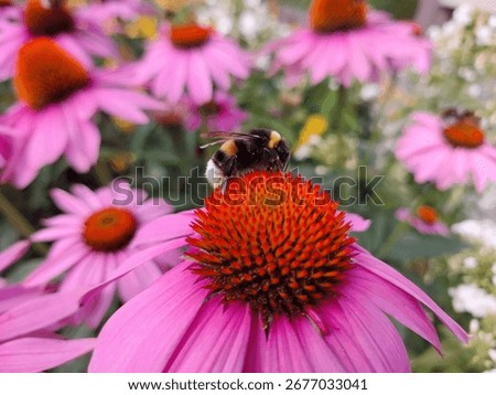 Buff-Tailed Bumblebee (Bombus terrestris) pollinating a Echinacea purpurea flower in colorful flower field