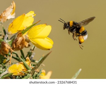 A buff-tailed bumblebee (Bombus terrestris) seen collecting pollen from gorse flowers in March - Shutterstock ID 2326768431