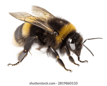A buff-tailed bumblebee isolated on white transparent background.