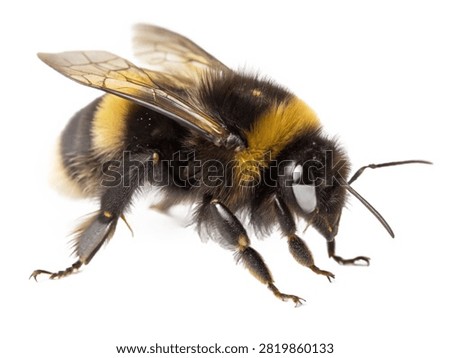 A buff-tailed bumblebee isolated on white transparent background.