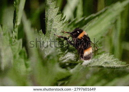 Buff-tailed bumblebee resting on a nettle leaf