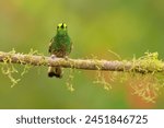 Buff-tailed coronet (Boissonneaua flavescens) Ecuador