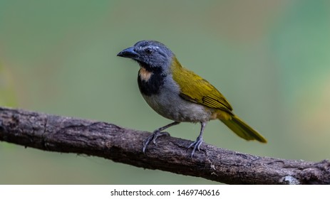 Buff-throated saltator Saltator maximus, adult perched on a branch, Costa RIca, January 2019 - Shutterstock ID 1469740616