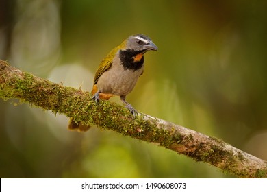 Buff-throated Saltator, Saltator maximus, exotic bird sitting on the branch in the green forest. Tropic tanager in the nature habitat at Costa Rica, Central America. - Shutterstock ID 1490608073
