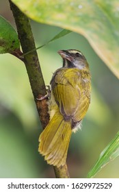 Buff-throated Saltator - Saltator maximus, large green and yellow perching bird from South America forests, western Andean slopes, Amagusa, Ecuador. - Shutterstock ID 1629972529