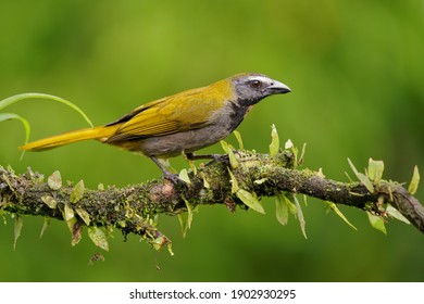 Buff-throated Saltator - Saltator maximus seed-eating bird in the tanager family Thraupidae. It breeds from southeastern Mexico to western Ecuador and northeastern Brazil, grey color bird on the green - Shutterstock ID 1902930295