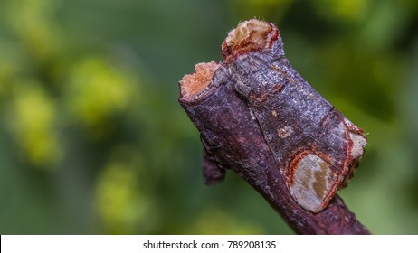 Buff-tip Moth (Phalera Bucephala) Camouflage