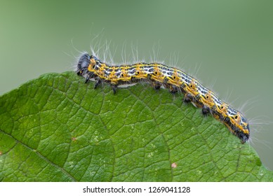 Buff-tip - Phalera Bucephala