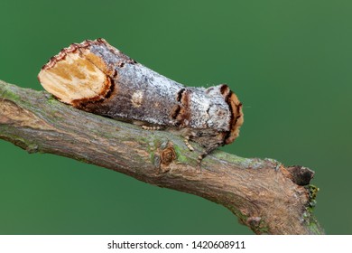 A Buff-tip - Phalera Bucephala