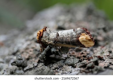 The Buff-tip -Phalera Bucephala- Is A Moth Of The Family Notodontidae