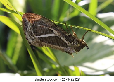 The Buff-tip (Phalera Bucephala) Is A Moth Of The Family Notodontidae