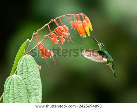 Buff-winged Starfrontlet in flight collecting nectar from red yellow flowers on green background