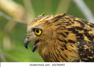 Buffy Fish Owl