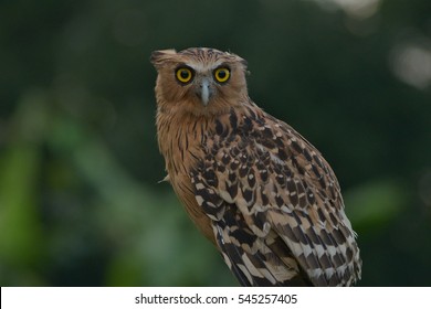 Buffy Fish Owl Close Up