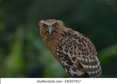 Buffy Fish Owl Close Up