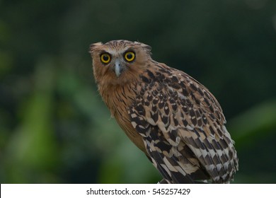 Buffy Fish Owl Close Up