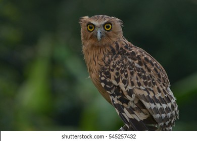 Buffy Fish Owl Close Up