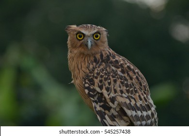 Buffy Fish Owl Close Up