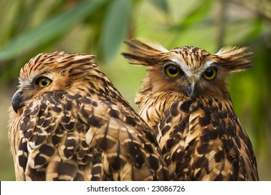 Buffy Fish Owl Couple Portrait