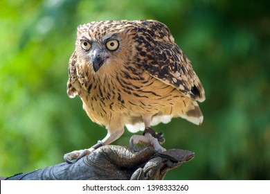 Owl Trainer Images Stock Photos Vectors Shutterstock