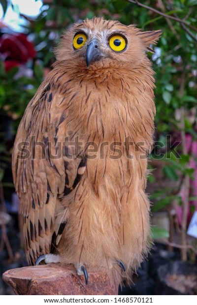 Buffy Fish Owl Ketupa Ketupu Burung Stock Photo Edit Now 1468570121