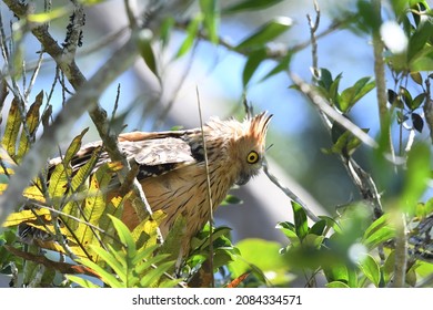 Buffy Fish Owl In Nature