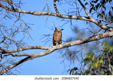 Buffy Fish Owl In Nature