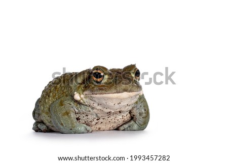 Bufo Alvarius aka Colorado River Toad, sitting facing front. Looking ahead with golden eyes. Isolated on white background.
