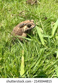 Bufo Melanostictus, Toad Or Bufonidae