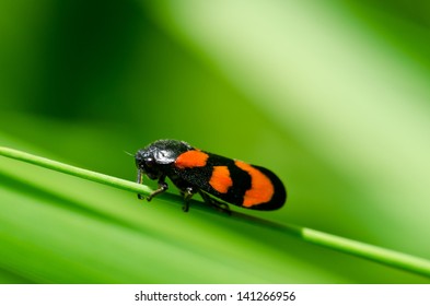 548 Chinch Bug Images, Stock Photos & Vectors | Shutterstock