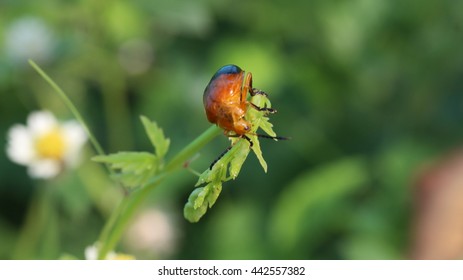 Bug