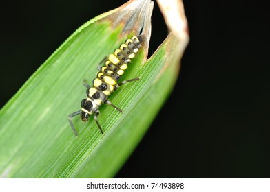 Bug