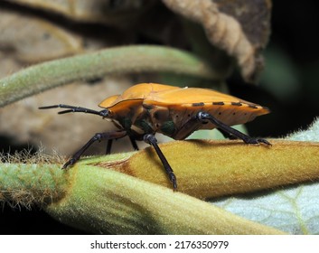 Bug Or Assassin Bug In The Forest