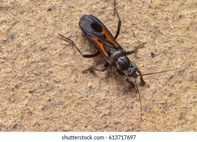 bug background isolated closeup