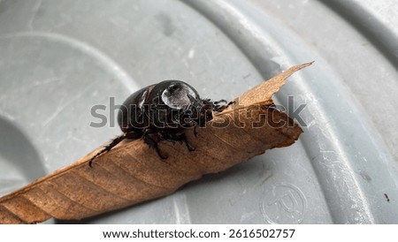 bug bettle on the leaf