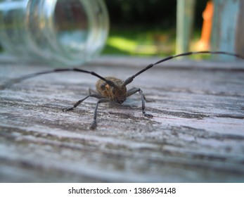 Bug Big Antenna Stock Photo 1386934148 Shutterst