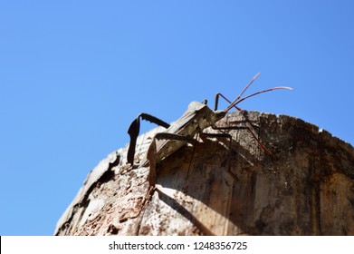 Bug At Cheaha State Park