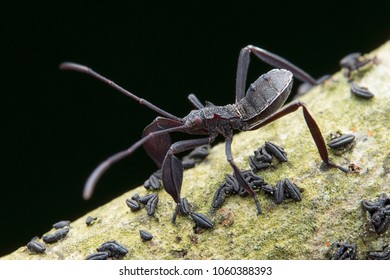Bug close up