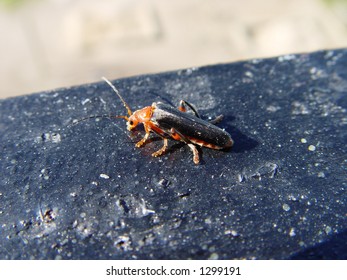 Bug closeup