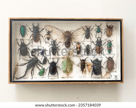 BUG COLLECTION IN FRAME, TAXIDERMY COLLECTION OF MOUNTED EXOTIC INSECTS, SERANGGA DALAM BINGKAI