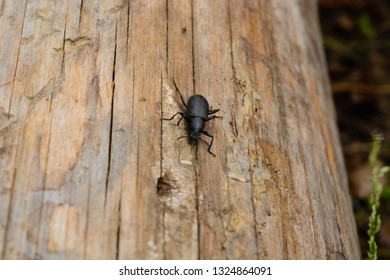 the bug creeps on the fallen tree. macro. summer in the forest.