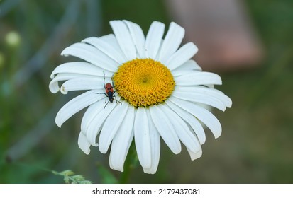 A Bug Enjoying Pollen On A Daisy