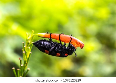 A bug with flower