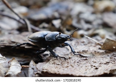 a bug in the forest
