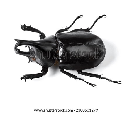 Bug, insect and black beetle on a white background in studio for wildlife, zoology and natural ecosystem. Animal mockup, beetles and top view of isolated creature for environment, entomology and pest