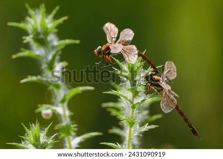 Bug Insect Close DragonFly Plant